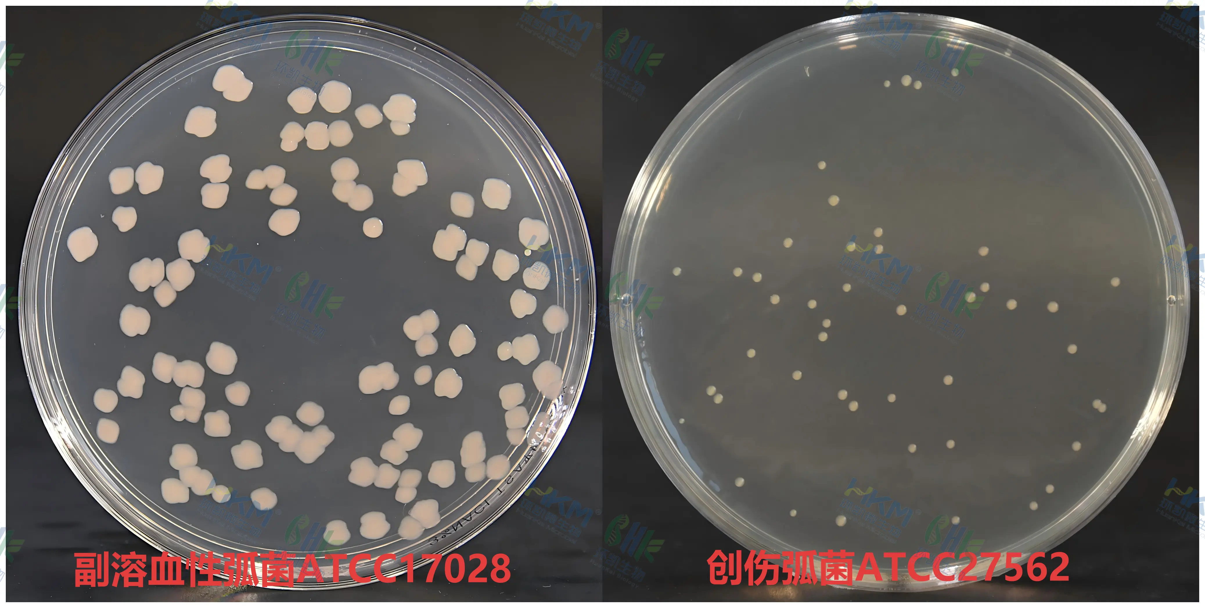 3％氯化钠胰蛋白胨大豆(TSA)琼脂质量控制