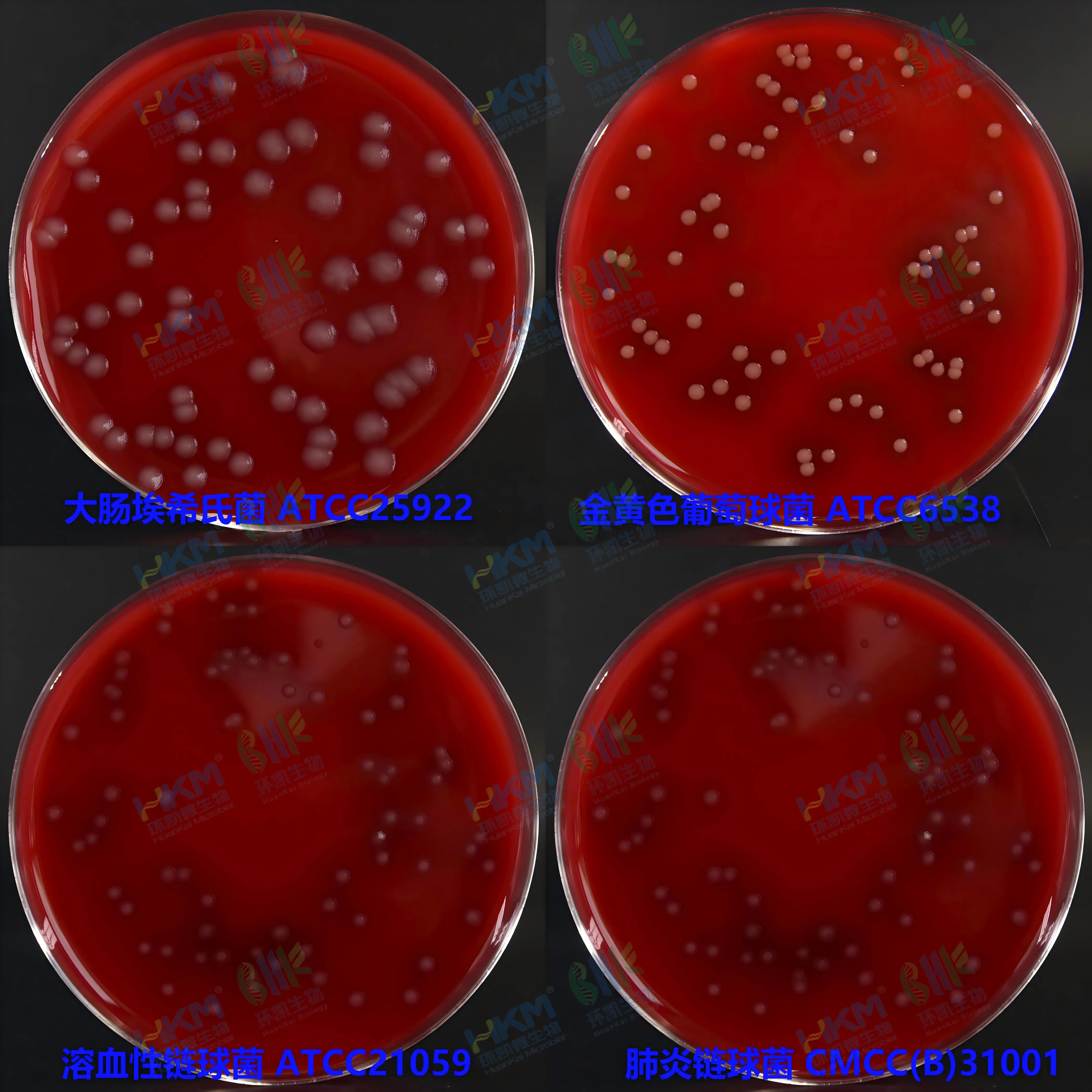 血(琼脂)平板培养基质量