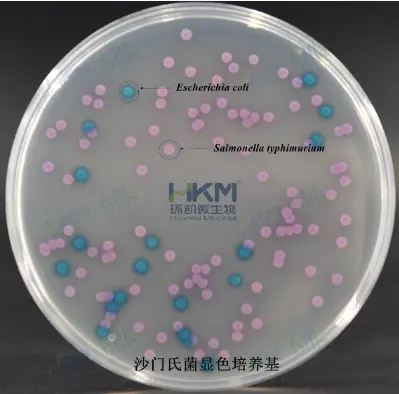 沙门氏菌显色培养基菌落特征