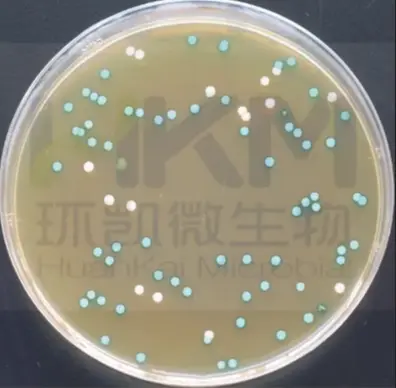 李斯特氏菌显色培养基菌落特征