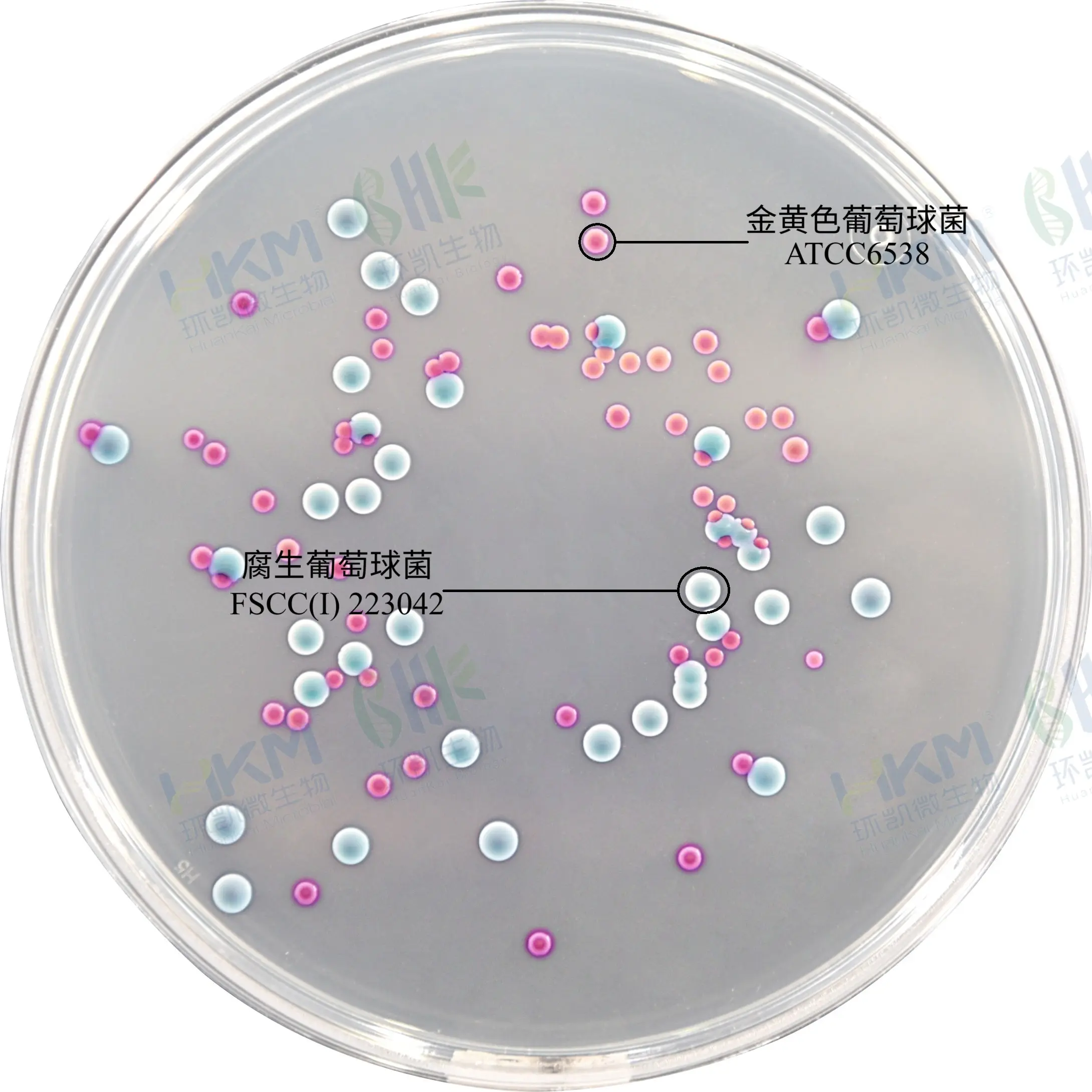 金葡菌显色培养基菌落特征