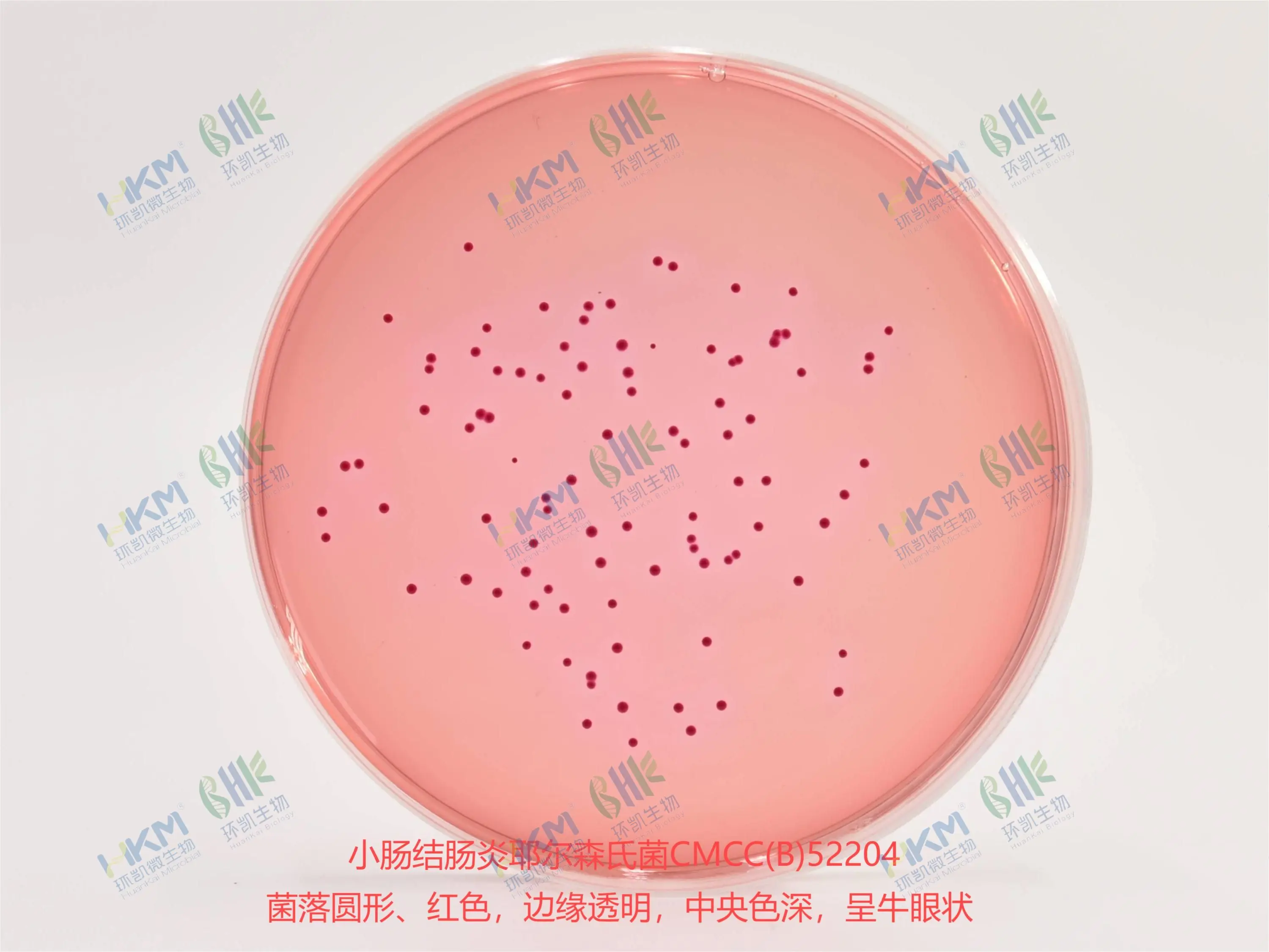 小肠结肠炎耶尔森氏菌接种于CIN-1琼脂平板培养基上的菌落特征:红色牛眼状菌落 小肠结肠炎耶尔森氏菌接种于CIN-1琼脂平板培养基上的菌落特征:红色牛眼状菌落