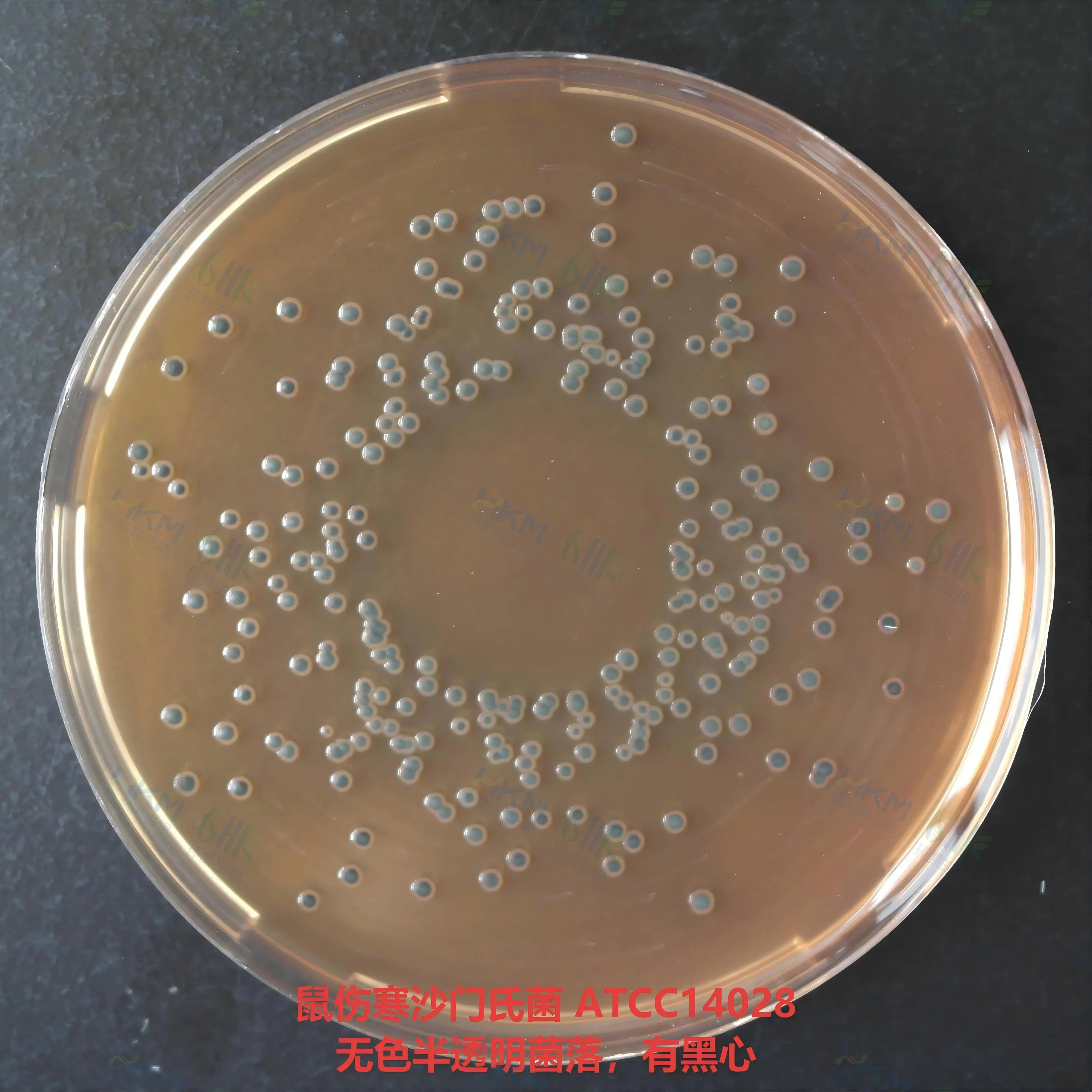 DHL琼脂(胆硫乳琼脂)培养基质量控制