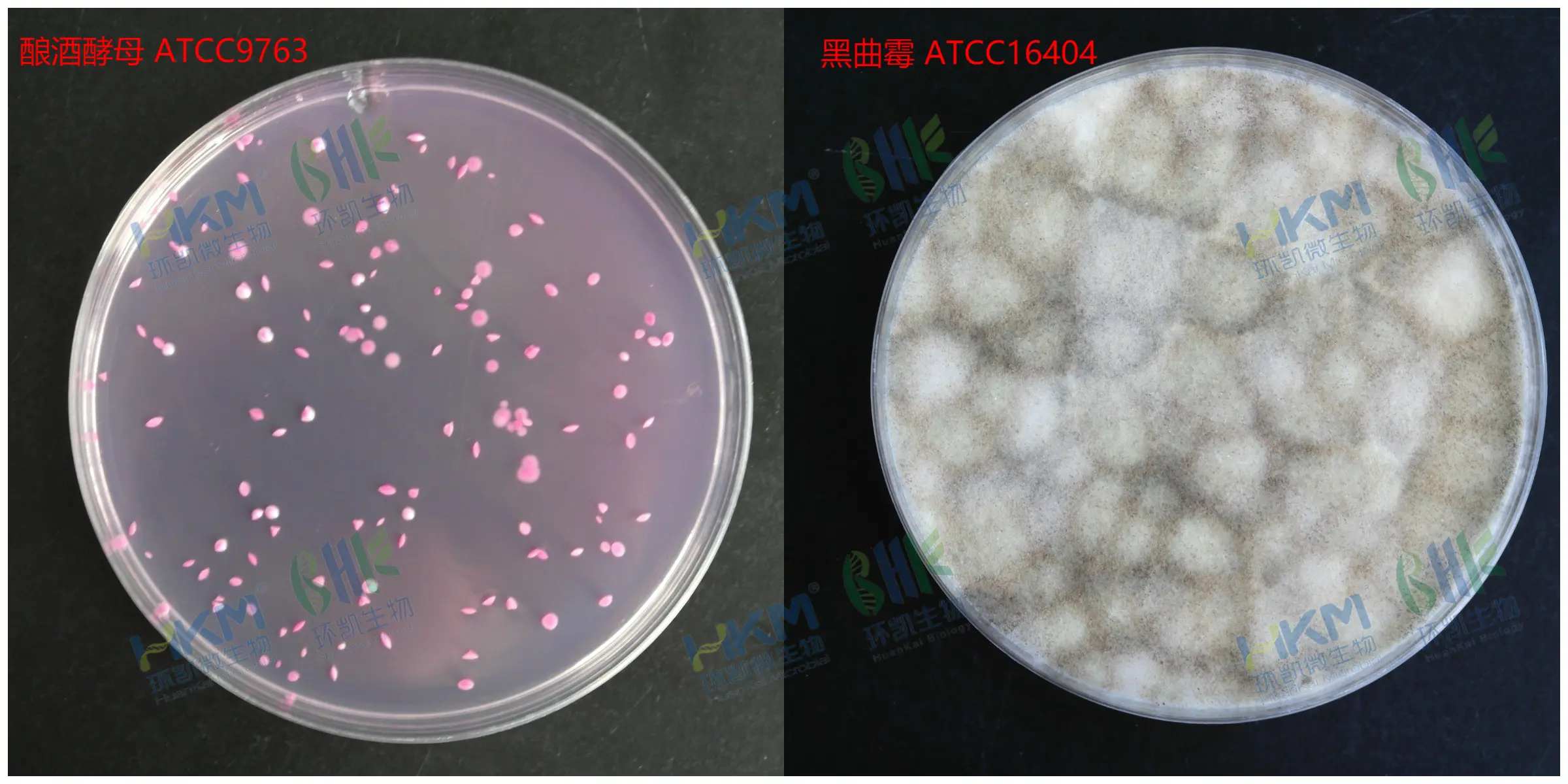 不同质控菌株接种于孟加拉红(虎红)琼脂培养基的菌落特征反应图