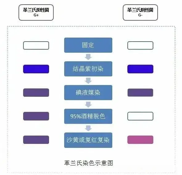 革兰氏染色示意图