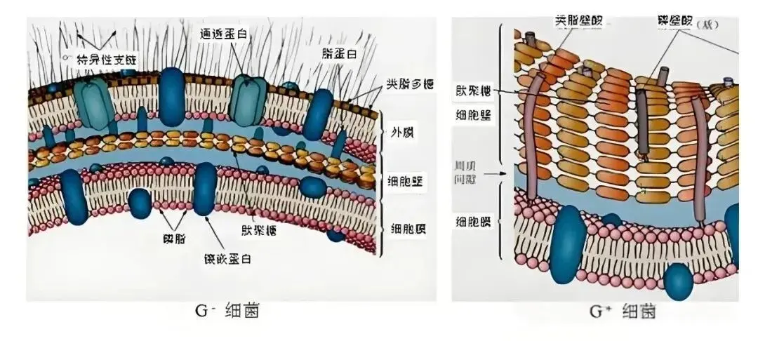 革兰氏染色法实验原理
