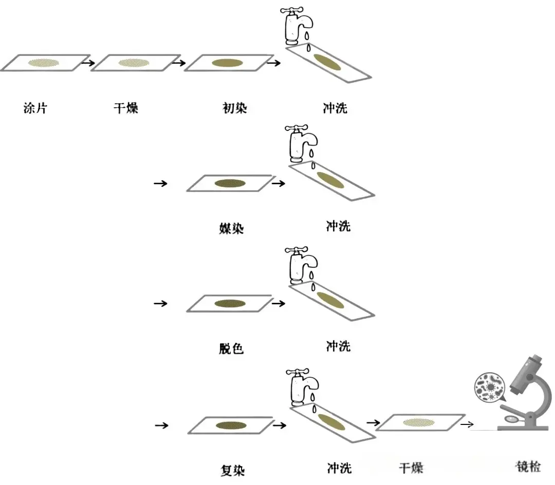 革兰氏染色步骤