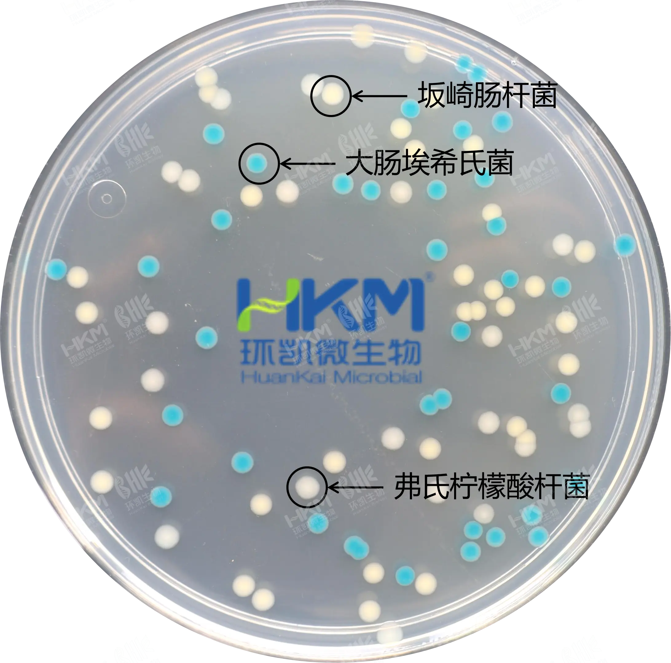 胰蛋白胨胆盐X-葡萄糖醛酸苷(TBX)琼脂培养基菌落特征