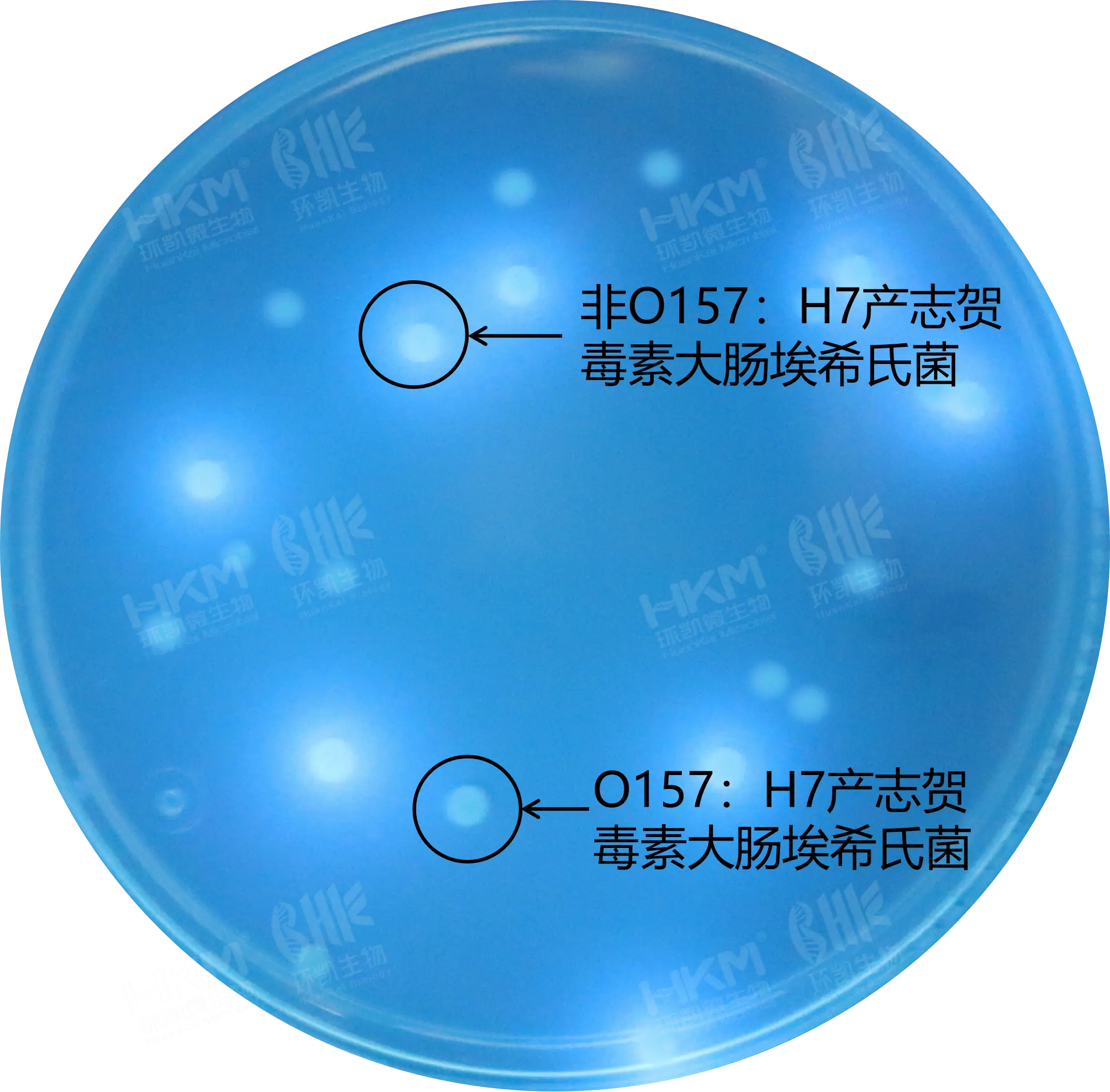 CRM021 产志贺毒素大肠埃希氏菌(STEC)显色培养基 1000mL/瓶