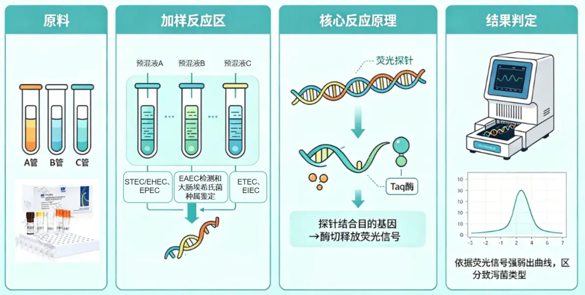 实时荧光PCR或普通PCR进行确认 实时荧光PCR或普通PCR进行确认