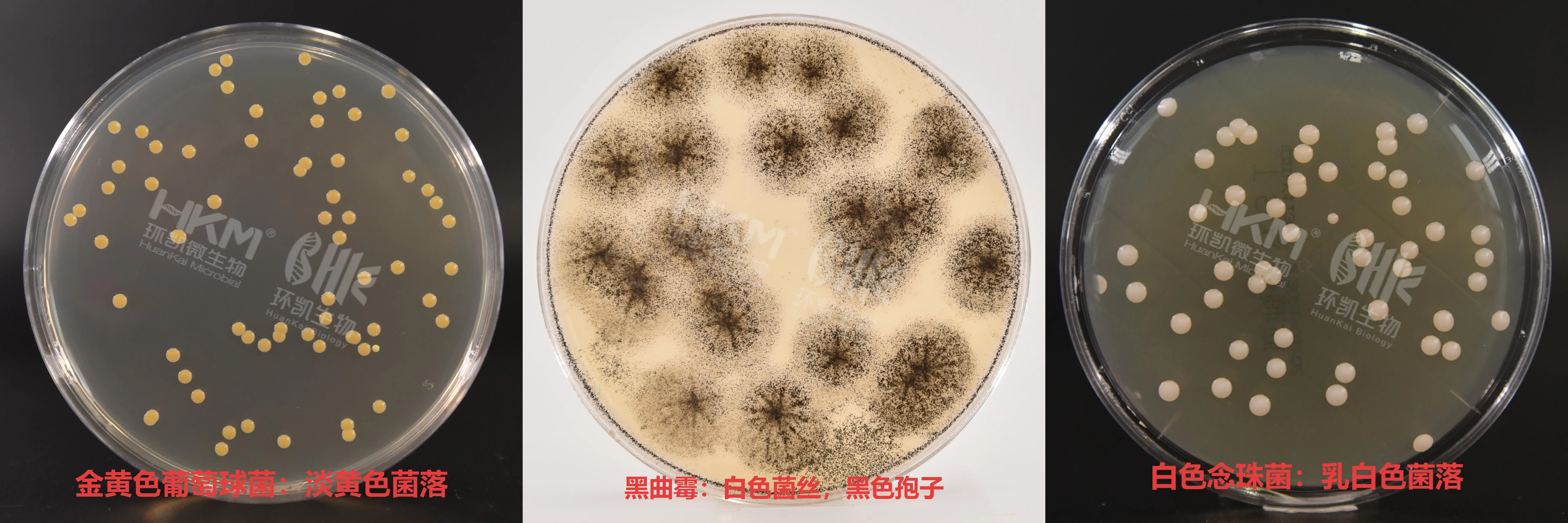 增菌培养基【TSA接触皿、TSA平皿】(胰酪大豆胨琼脂培养基)质量控制