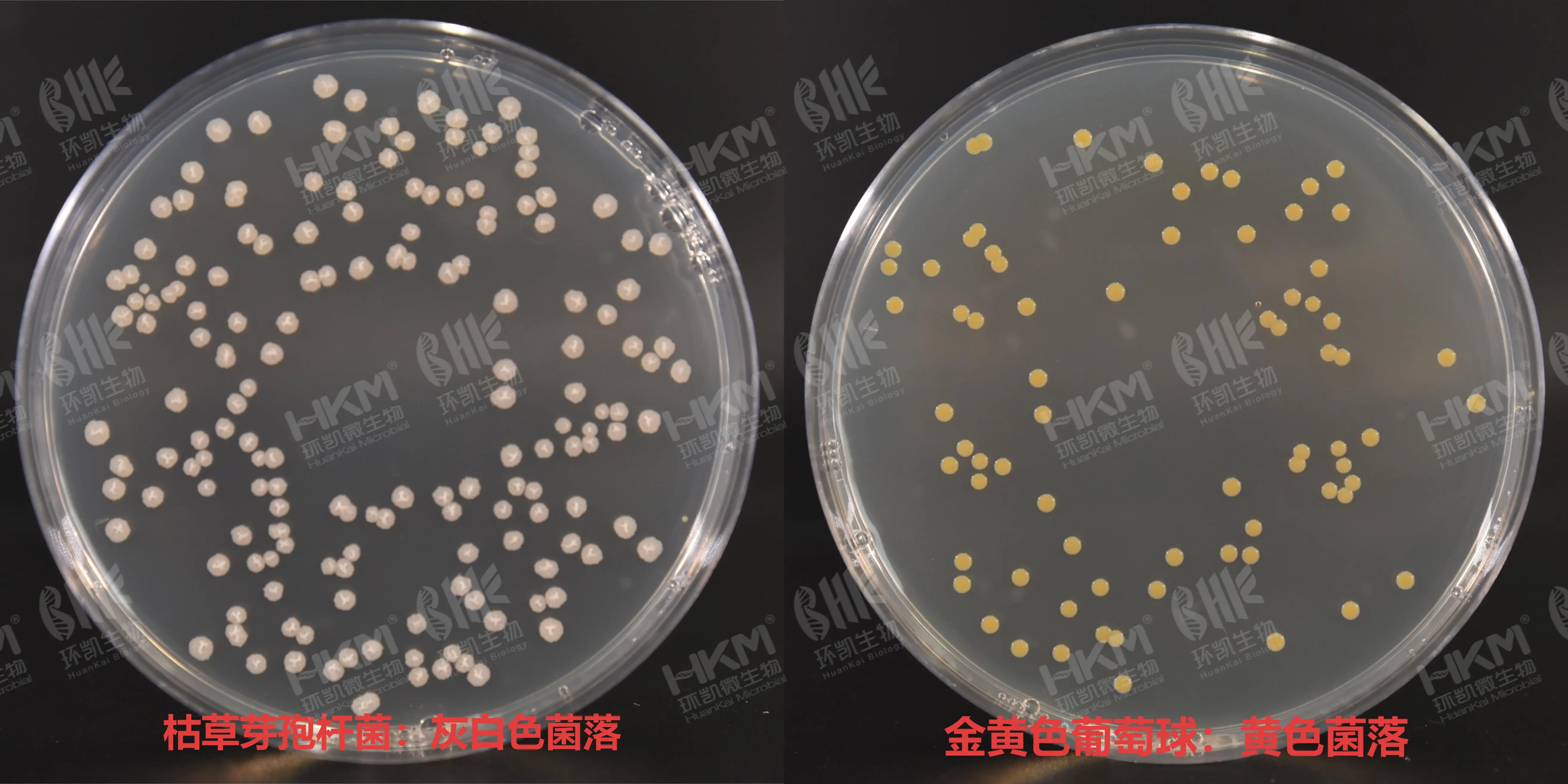 不同菌株接种营养琼脂平板增菌培养基的特征性反应 不同菌株接种营养琼脂平板增菌培养基的特征性反应