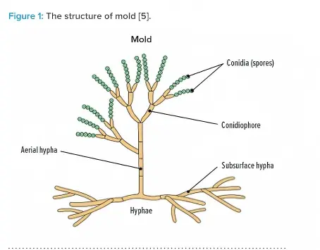 分生孢子梗顶端产生孢子(分生孢子),通过无性繁殖实现扩散与繁殖 分生孢子梗顶端产生孢子(分生孢子),通过无性繁殖实现扩散与繁殖