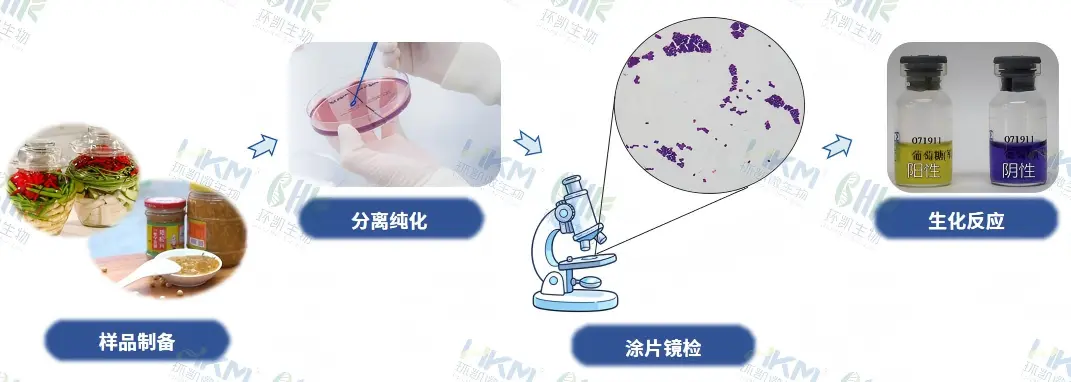 片球菌属检验标准流程 片球菌属检验标准流程