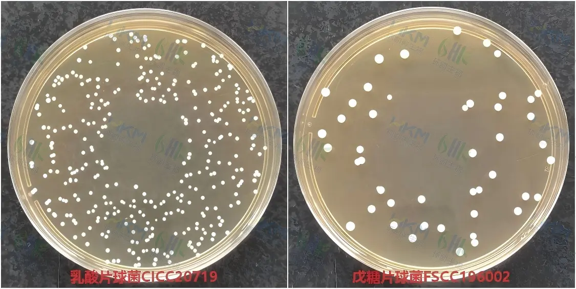 乳酸片球菌CICC20719接种于MRS琼脂培养基菌落特征与戊糖片球菌FSCC196002接种于改良MRS琼脂培养基菌落特征 乳酸片球菌CICC20719接种于MRS琼脂培养基菌落特征与戊糖片球菌FSCC196002接种于改良MRS琼脂培养基菌落特征