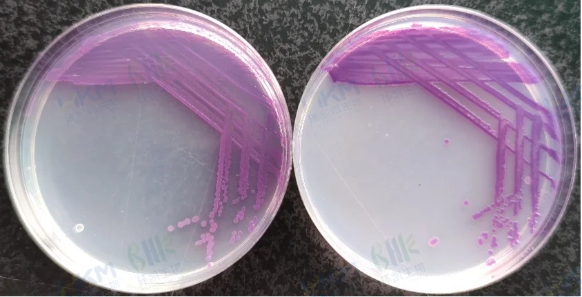 鼠伤寒沙门氏菌ATCC14028(紫红色菌落) (左:环凯CRM025沙门氏+显色培养基 右:常规沙门显色培养基) 鼠伤寒沙门氏菌ATCC14028(紫红色菌落) (左:环凯CRM025沙门氏+显色培养基 右:常规沙门显色培养基)