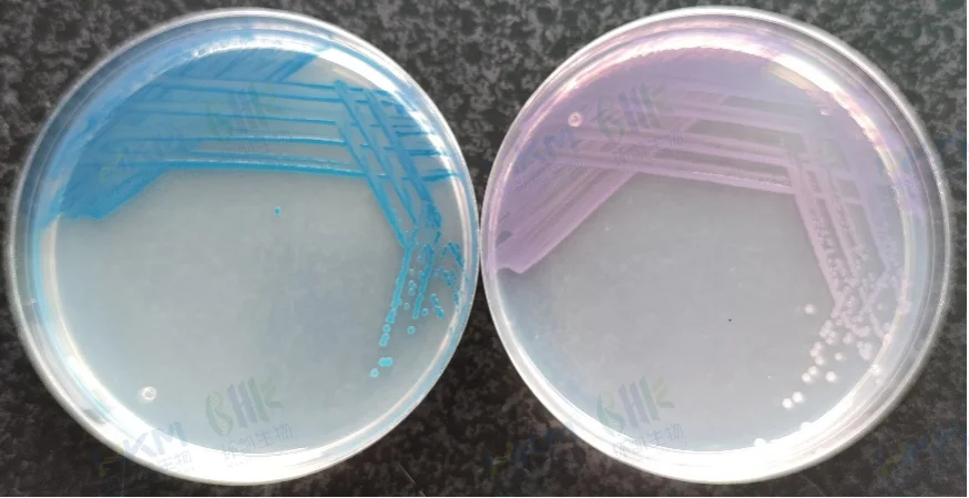 粘质沙雷氏菌CMCC(B)41002 (左:环凯CRM025沙门氏+显色培养基 右:常规沙门显色培养基) 粘质沙雷氏菌CMCC(B)41002 (左:环凯CRM025沙门氏+显色培养基 右:常规沙门显色培养基)