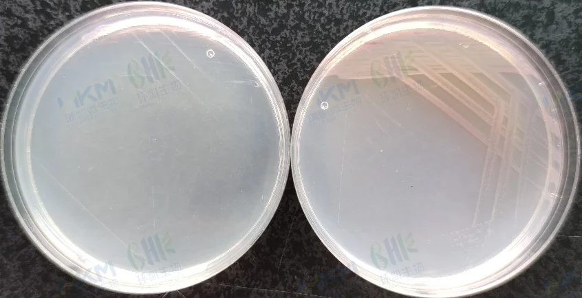普通变形杆菌CMCC(B)49027(不生长、黄色菌落) (左:环凯CRM025沙门氏+显色培养基 右:其他品牌沙门氏+显色培养基) 普通变形杆菌CMCC(B)49027(不生长、黄色菌落) (左:环凯CRM025沙门氏+显色培养基 右:其他品牌沙门氏+显色培养基)