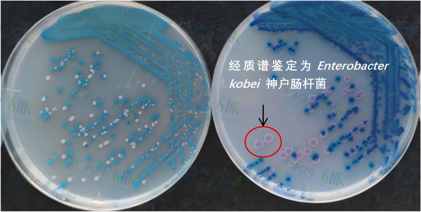 实际样品(熟食墨鱼丸子)分离检测效果 (左:环凯CRM025沙门氏+显色培养基 右:其他品牌沙门氏+显色培养基) 实际样品(熟食墨鱼丸子)分离检测效果 (左:环凯CRM025沙门氏+显色培养基 右:其他品牌沙门氏+显色培养基)