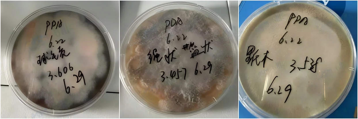 下图为实际操作中培养出来的霉菌