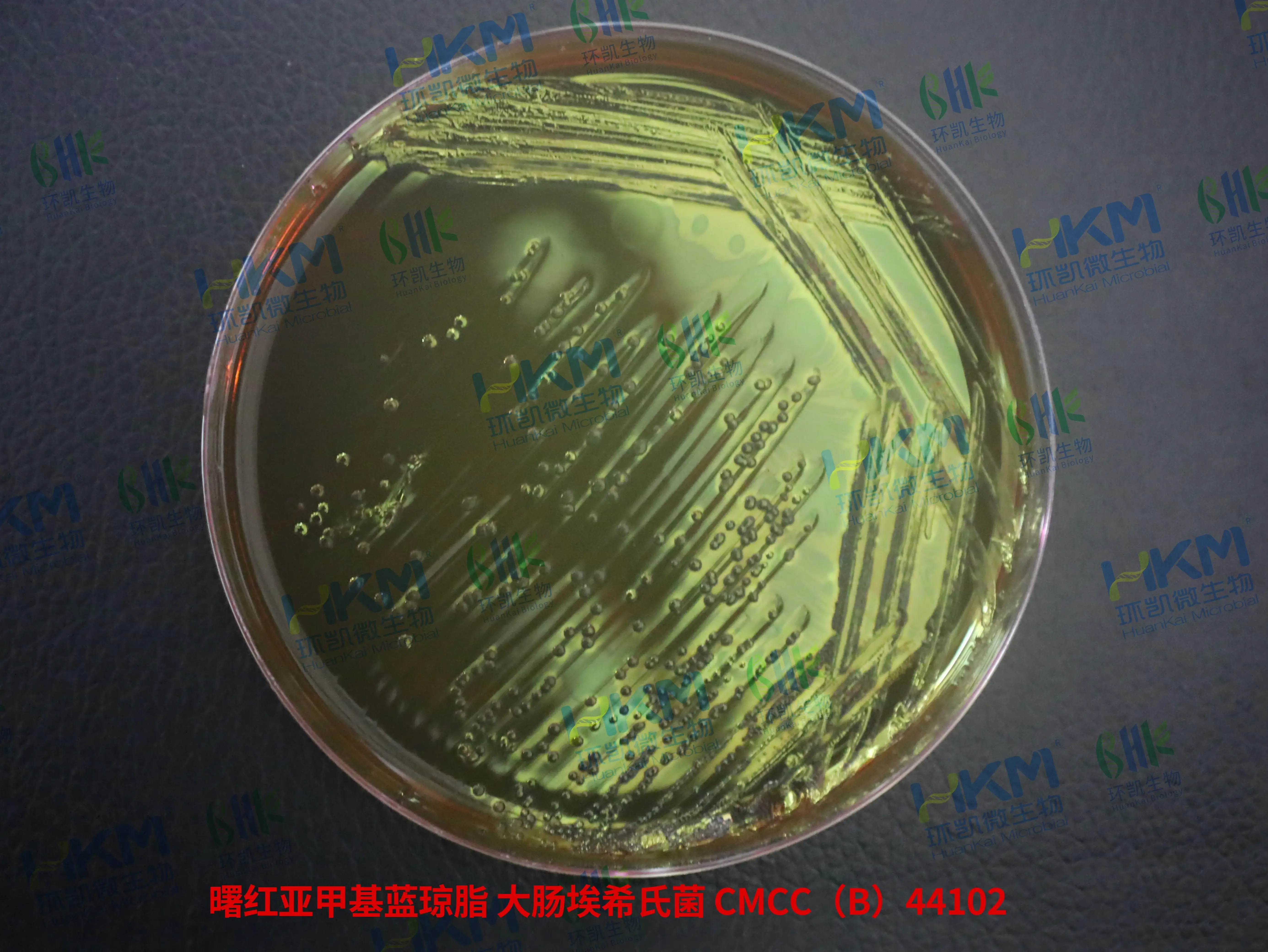 曙红亚甲蓝琼脂培养基(EMB)质量控制 曙红亚甲蓝琼脂培养基(EMB)质量控制