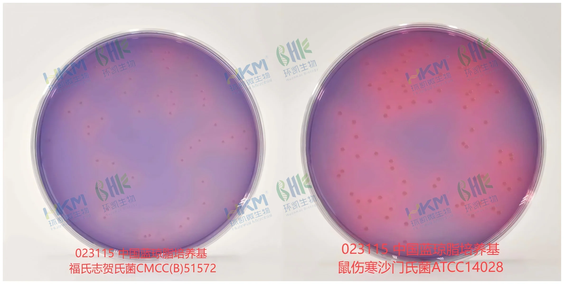 中国蓝琼脂培养基 中 福氏志贺氏菌CMCC(B)51572 特征反应 + 鼠伤寒沙门氏菌ATCC14028 特征反应 中国蓝琼脂培养基 中 福氏志贺氏菌CMCC(B)51572 特征反应 + 鼠伤寒沙门氏菌ATCC14028 特征反应