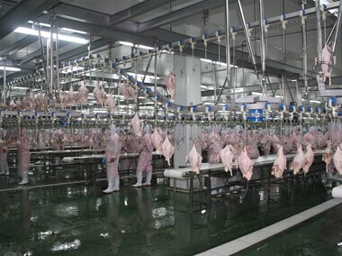 泡沫清洗剂在禽肉屠宰加工过程中的应用